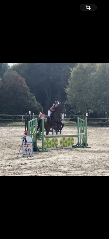 Cheval 5ans d’avenir cso