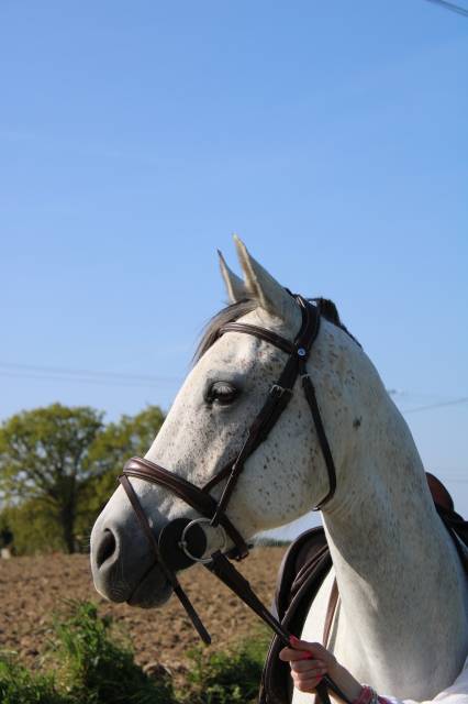 Cheval polyvalent 