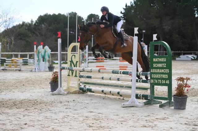 Hongre 5 ans idéal amateur cso