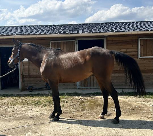Superbe anglo-arabe bai de 6 ans