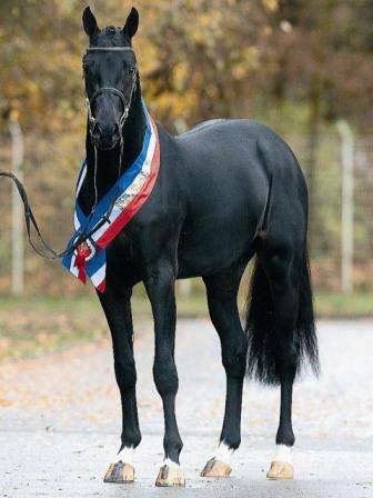 Av - obi one du cerf (diarado) - 2 ans