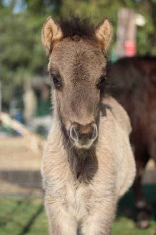 Poulain shetland pp grullo