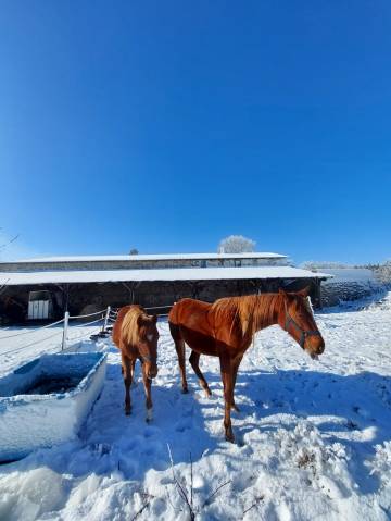 Urgent : duo de pouliches à placer ensemble