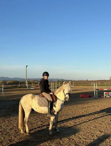 Poney de sport - harrowdale