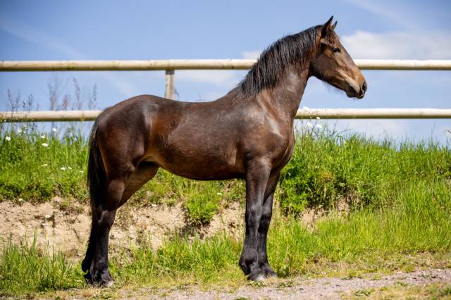 Pouliche aes cob normand x frison