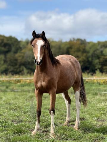 Magnifique pouliche 2 ans pfs