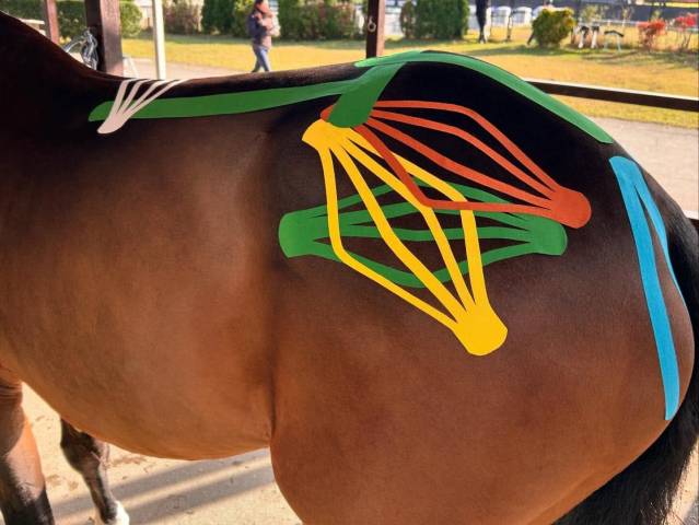 Kinesio taping équin – formation en ligne