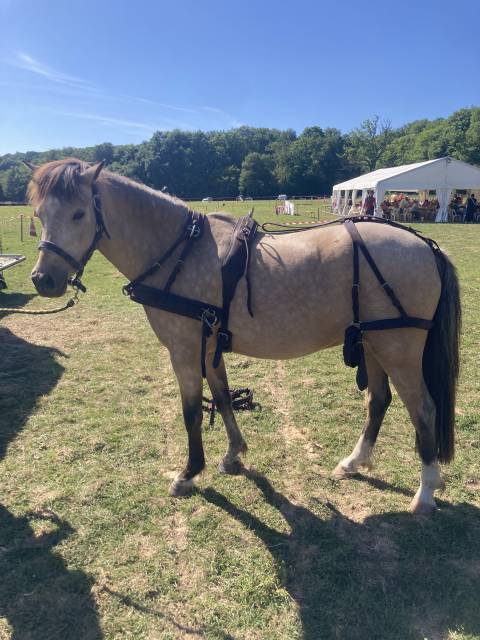 harnais en paire poneys