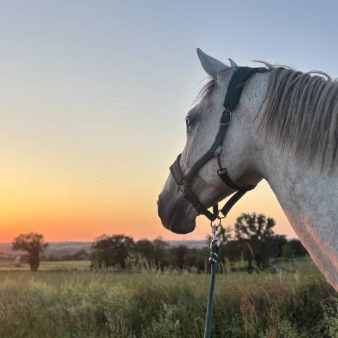 Cheval à vendre ou échange