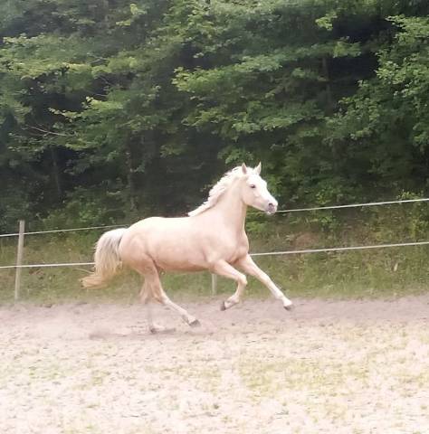 Ponette 4 ans petite d palomino