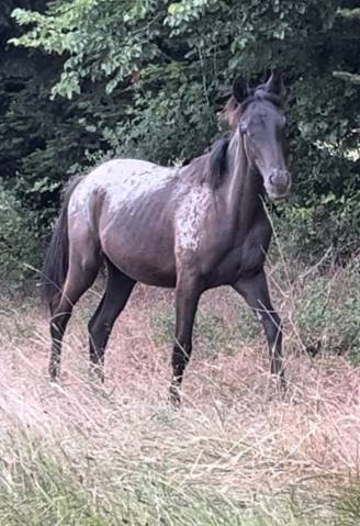 Pouliche dsa black léopard capé tachée 