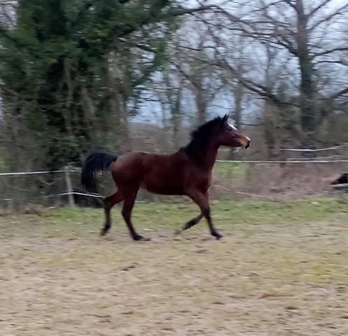 Ponette 3ans 1m50 bai