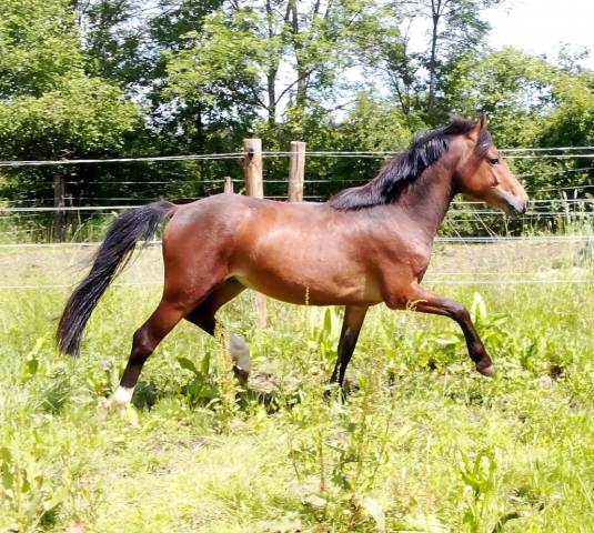 Chic mâle 2 ans 1m30