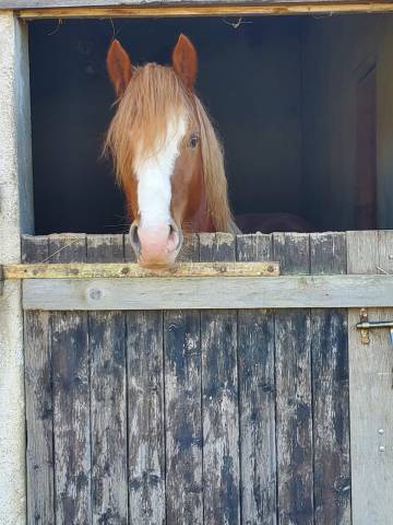 Welsh cob 3 ans – débourré – orienté cce 