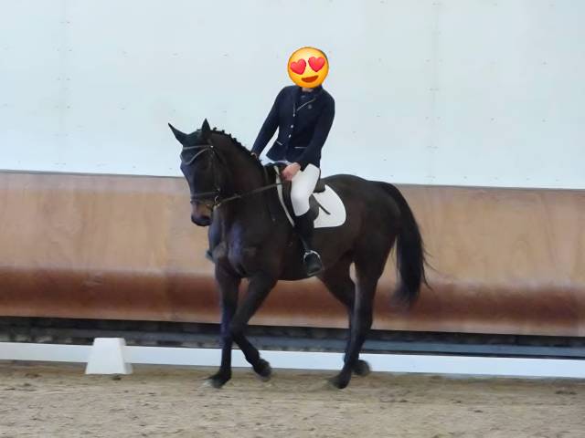 Gentil cheval pour balade et dressage 