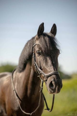 Poney hongre oc 9 ans 1m41