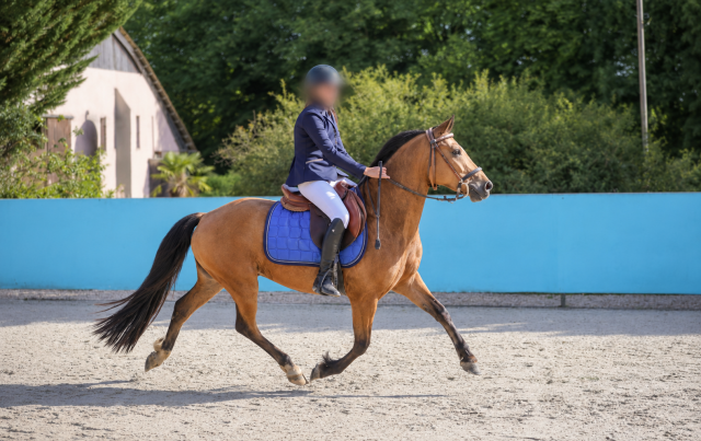 Poney sport