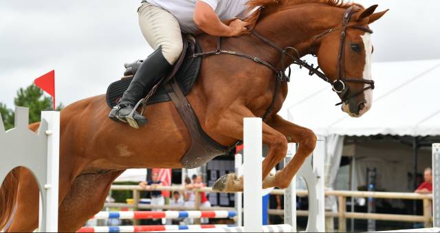 Hongre selle français cso 8ans gros potentiel
