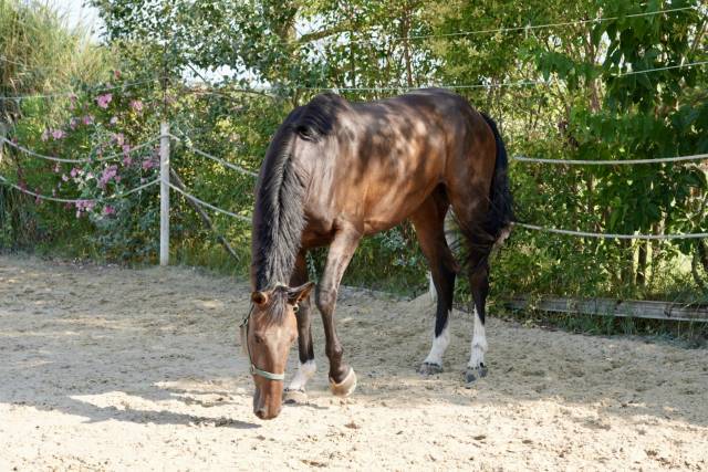 Jument de cso de 5 ans 