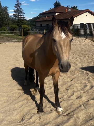 Fairplay de chabelle - pfs - 1m45 - 11 ans par rasmus 