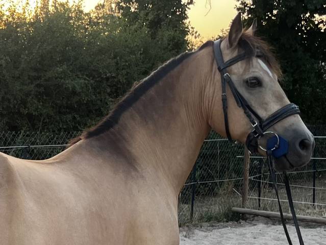 Fairplay de chabelle - pfs - 1m45 - 11 ans par rasmus