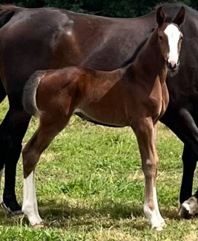 Pouliche sf ulmar mail x fringant de lafage x drakkar