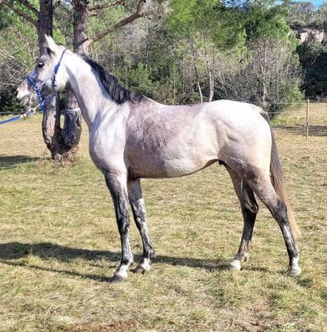 Vente cheval 