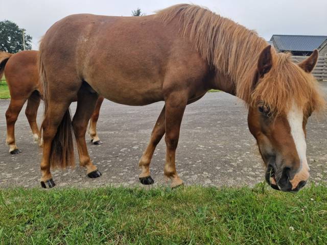 3 poneys d'avenir (de 1 à 2 ans)