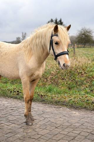 Ponette 2 ans