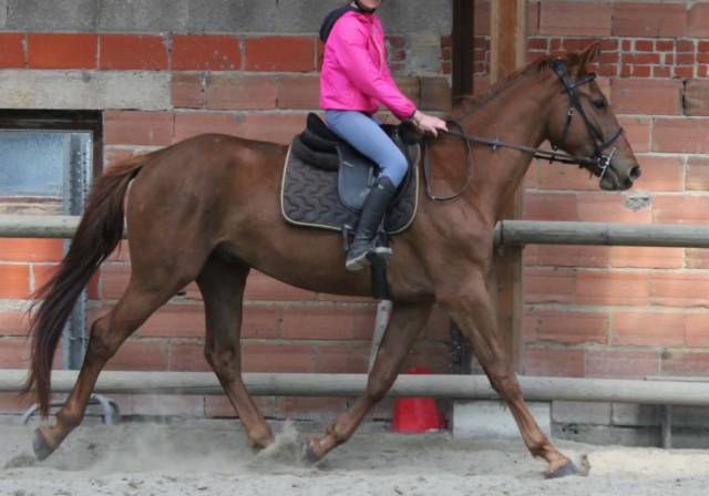 Cheval 3 ans