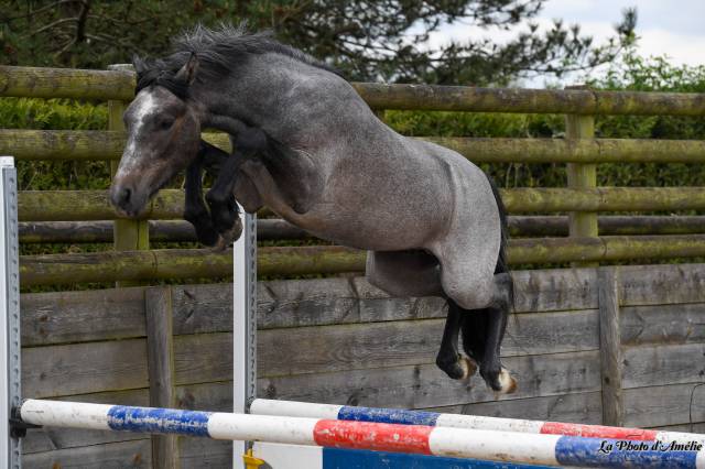 Poney 3ans