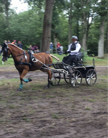 Jument welsh cob pp de 15 ans
