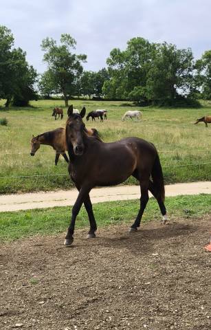 Hongre pur race espagnol 2 ans