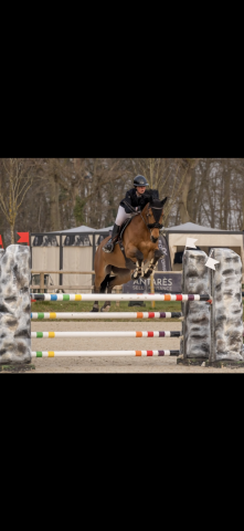 Hongre 14 ans