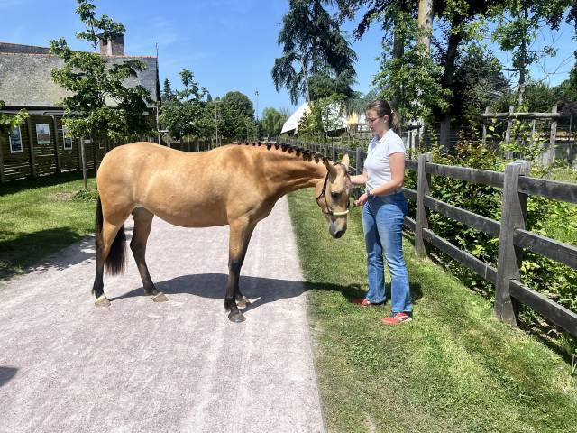 Pouliche welsh part bred - 2 ans