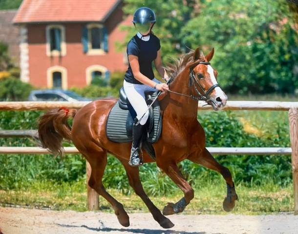 Ponette pfs alezane 8 ans pour pélite