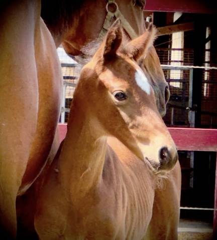 Chic pouliche z silvio x tinka's boy x cassini ii