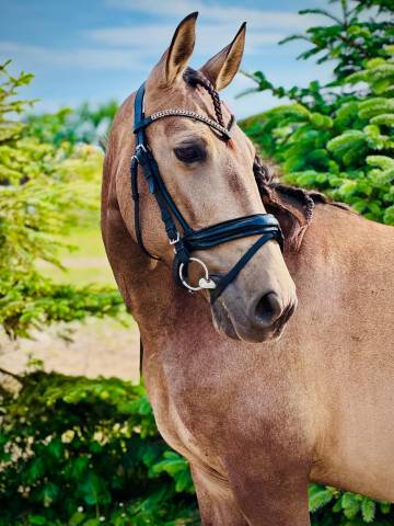 Pre licensed mare (paco martí/yeguada militar lines)
