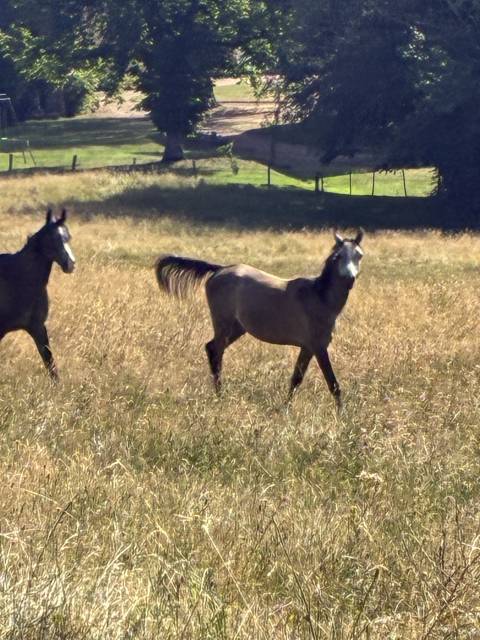 Chevaux pur sang arabe onc