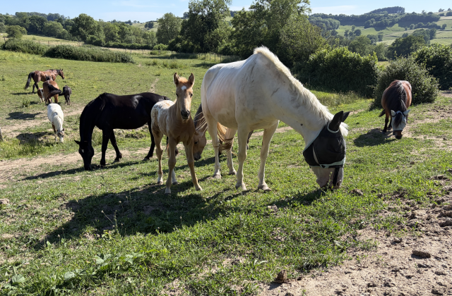  places de pension disponibles – luzy (58)
