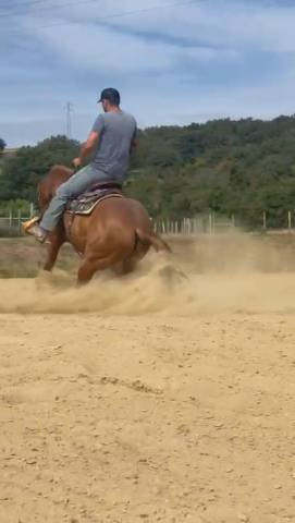 Quarter horse hongre 5 ans