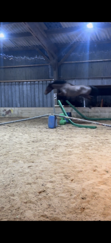Cheval à vendre