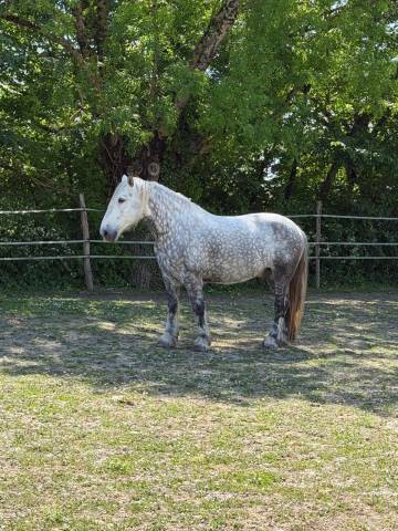 Vente percheron 