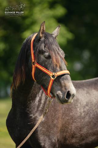 Poulain pure race esplagnole pp 2 ans 