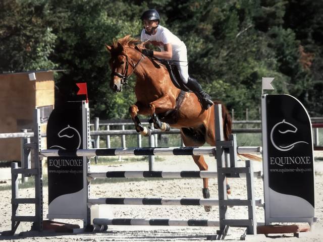Vente poney de sport