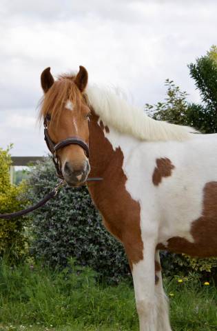 Ponette b pottock plein papier