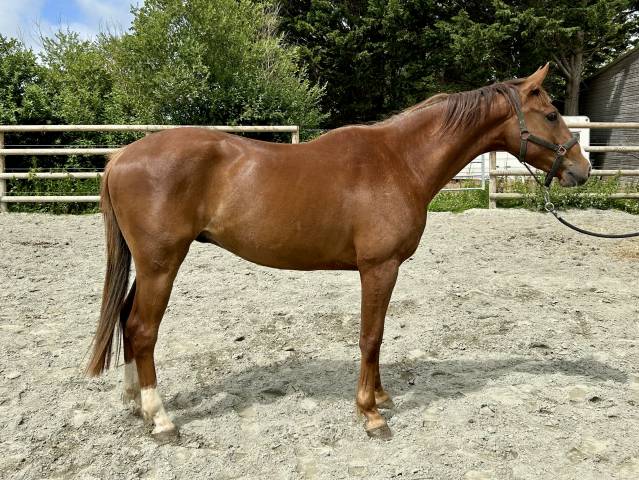 Hongre 4 ans sfo, polyvalent 