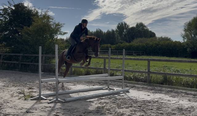 Hongre 4 ans sfo, polyvalent 