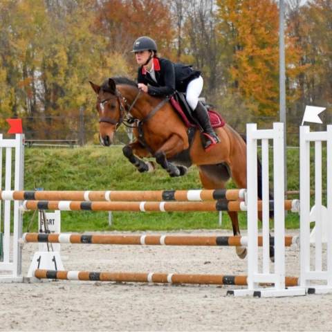 Jolie ponette pour repro et/compagnie