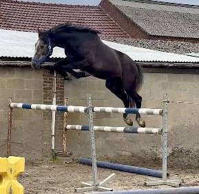 Très bon hongre de 3 ans +-1m67 sbs